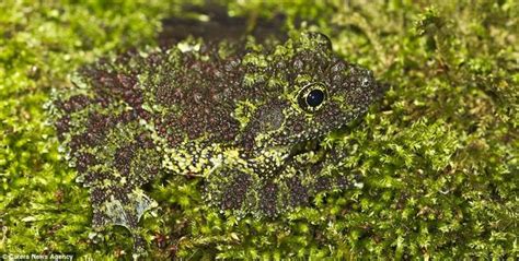  Geckon! Zwierzęta o niesamowitych zdolnościach wspinaczkowych i mistrzowie kamuflażu w tropikalnym świecie