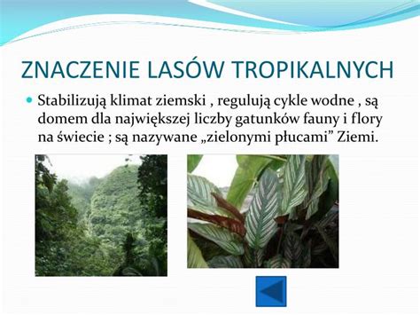  Iskra: Znajdziesz je w wilgotnej ziemi lasów tropikalnych i na trawnikach twojego podwórka?