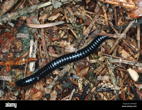  Juliform Millipede: Discover the Armored Wonder That Crawls Through Leaf Litter!