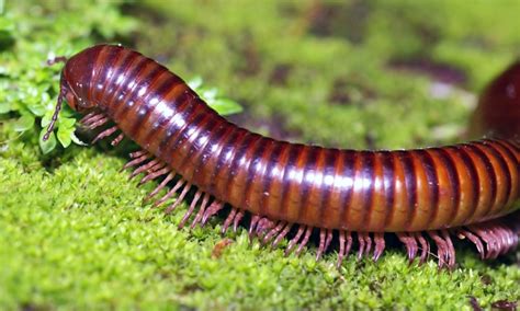  Millipede: A Thousand Tiny Legs Unearthing Secrets Beneath the Forest Floor!