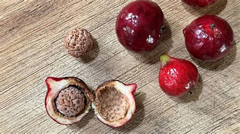  Quandong!  A Tiny Shell With Surprisingly Big Appetite: Discovering the Quirky World of the Quandong Clam