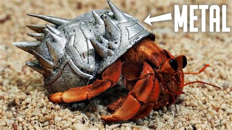  Queen Crabs: Discover the Armored Royalty Lurking Beneath the Waves!