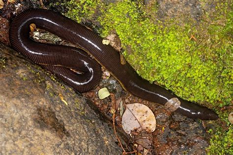  Caecilian - A Surprising Master of Burrowing that Thrives Underneath the Tropical Canopy!