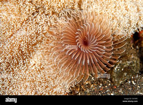  Fanworm - A Master of Camouflage and Filter-Feeding Extraordinaire!