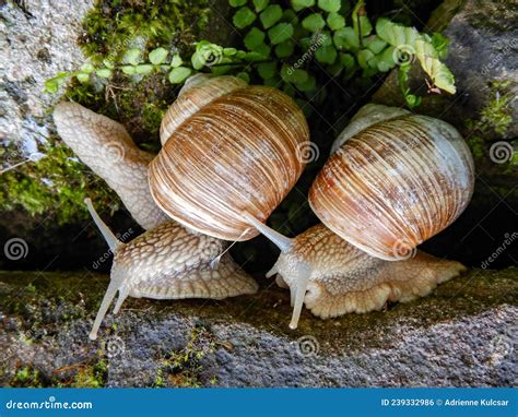  Helix Pomatia! The Exquisite Snail That Embraces the Earth's Delicate Flavors