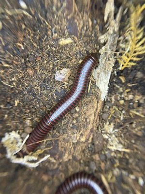 Zamiasty Podziemnych Wędrówek -  Odkryj Zdziwiające Życie Zebrastriped Millipede!