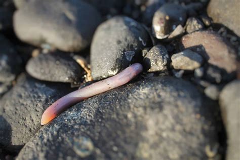  Urechis Unicinctus - Niezwykły robak morskim o zafascynującej naturze!